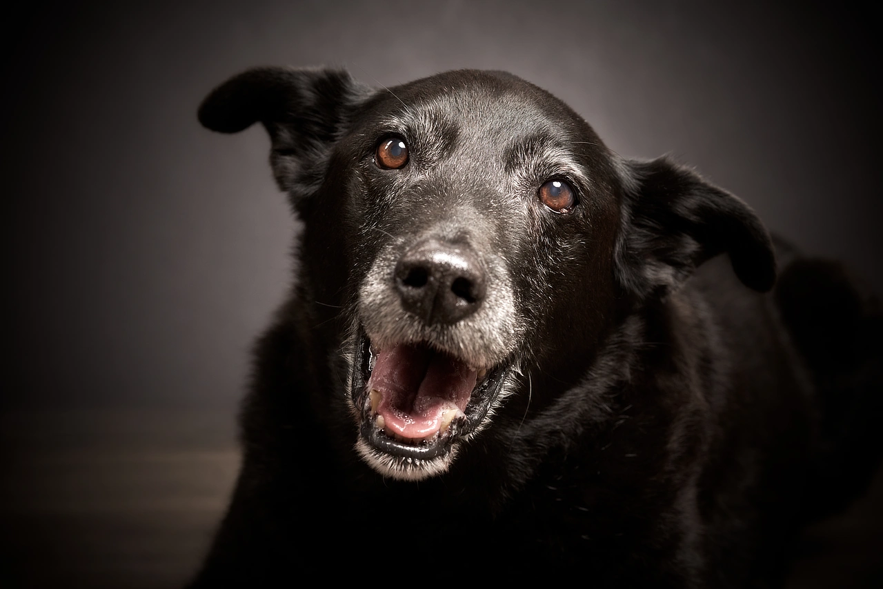 Smiling black dog photographed against a dark studio background.